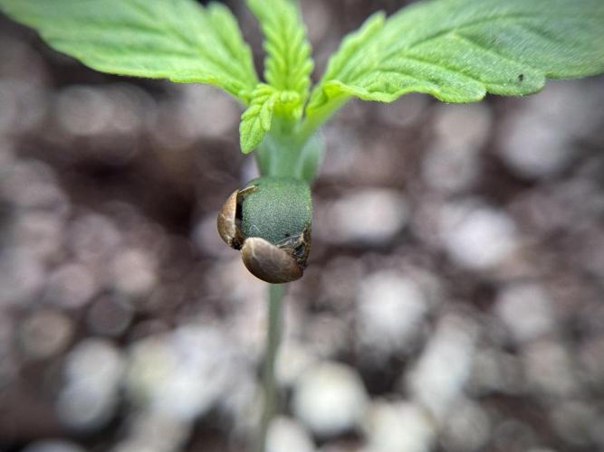 GMO Cookies Served with extra curiosity. Week 1 - GMO Cookies
