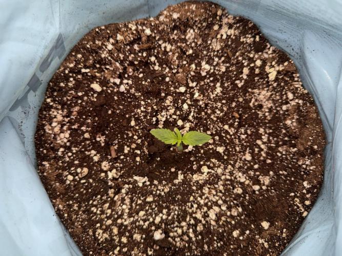 GMO Cookies Served with extra curiosity. Week 1 - GMO Cookies