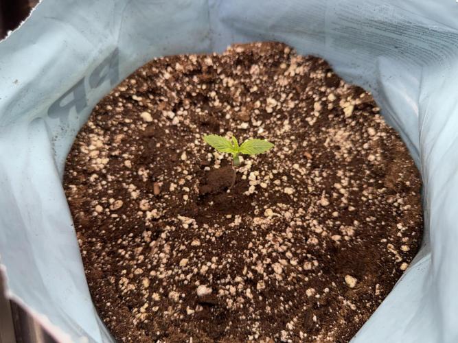 GMO Cookies Served with extra curiosity. Week 1 - GMO Cookies