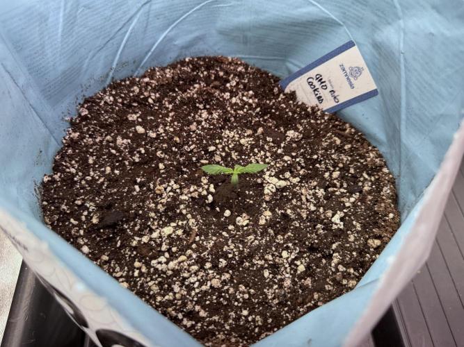 GMO Cookies Served with extra curiosity. Week 1 - GMO Cookies