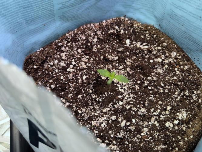 GMO Cookies Served with extra curiosity. Week 1 - GMO Cookies