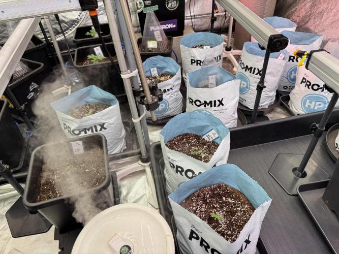 GMO Cookies Served with extra curiosity. Week 1 - Room and Vibes 