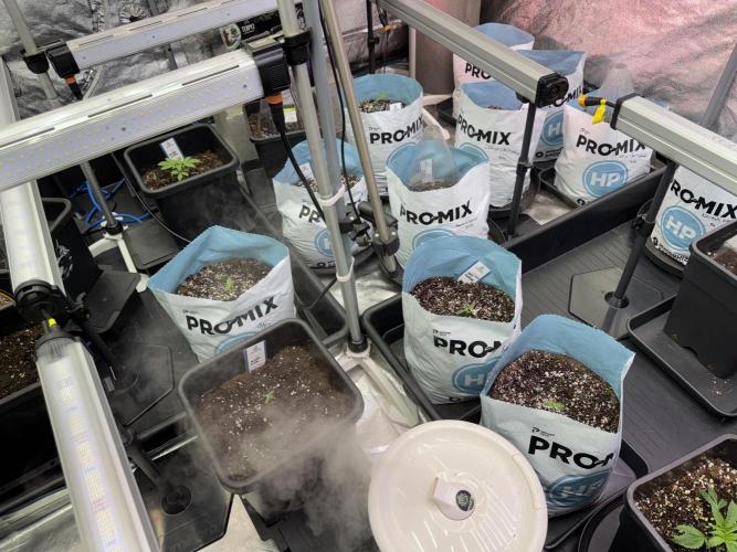 GMO Cookies Served with extra curiosity. Week 1 - Room and Vibes 