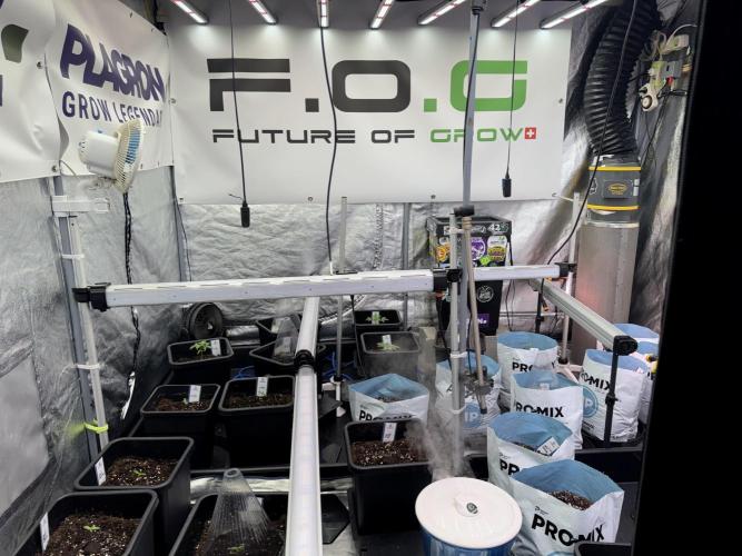 GMO Cookies Served with extra curiosity. Week 1 - Room and Vibes 