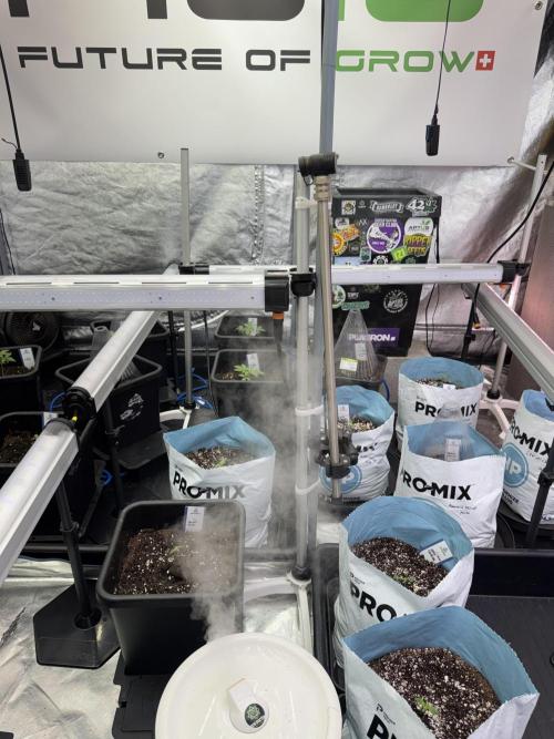 GMO Cookies Served with extra curiosity. Week 1 - Room and Vibes 