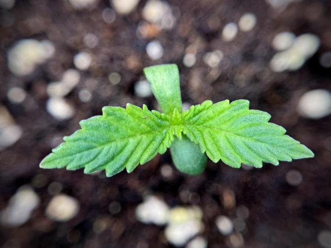 Catching The Ghost Train Haze @ Zamnesia. Week 1 - GTH week one 