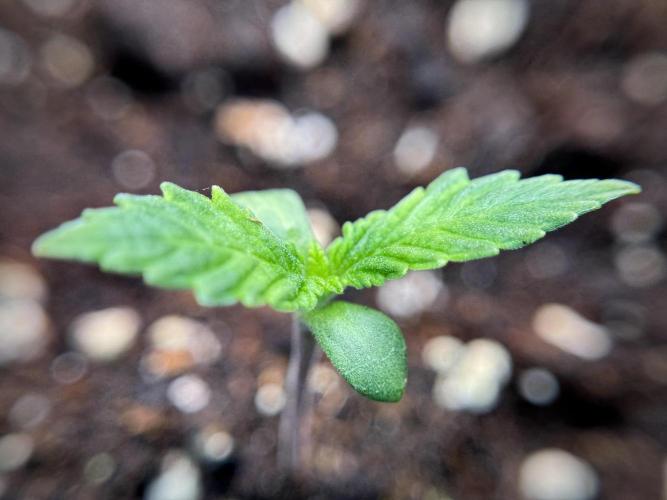 Catching The Ghost Train Haze @ Zamnesia. Week 1 - GTH week one 