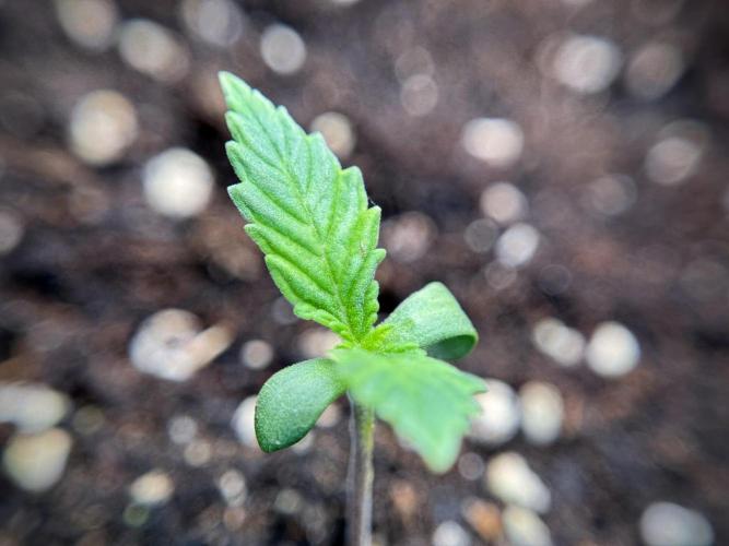 Catching The Ghost Train Haze @ Zamnesia. Week 1 - GTH week one 