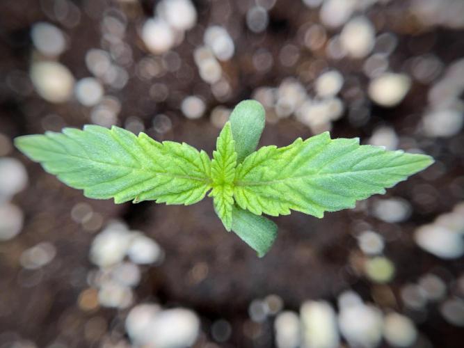 Catching The Ghost Train Haze @ Zamnesia. Week 1 - GTH week one 