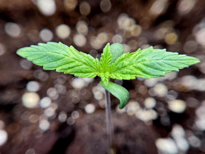 Catching The Ghost Train Haze @ Zamnesia. Week 1 - GTH week one 