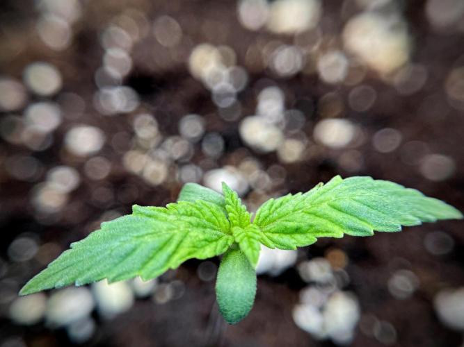 Catching The Ghost Train Haze @ Zamnesia. Week 1 - GTH week one 