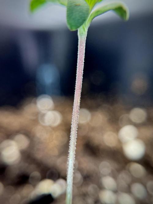 Catching The Ghost Train Haze @ Zamnesia. Week 1 - GTH week one 