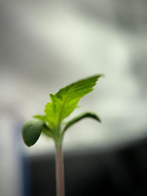 Catching The Ghost Train Haze @ Zamnesia. Week 1 - GTH week one 