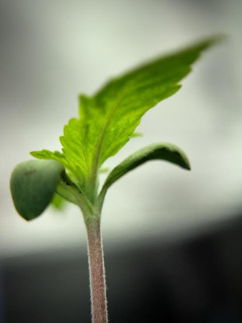 Catching The Ghost Train Haze @ Zamnesia. Week 1 - GTH week one 