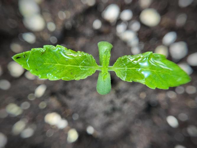 Catching The Ghost Train Haze @ Zamnesia. Week 1 - GTH week one 