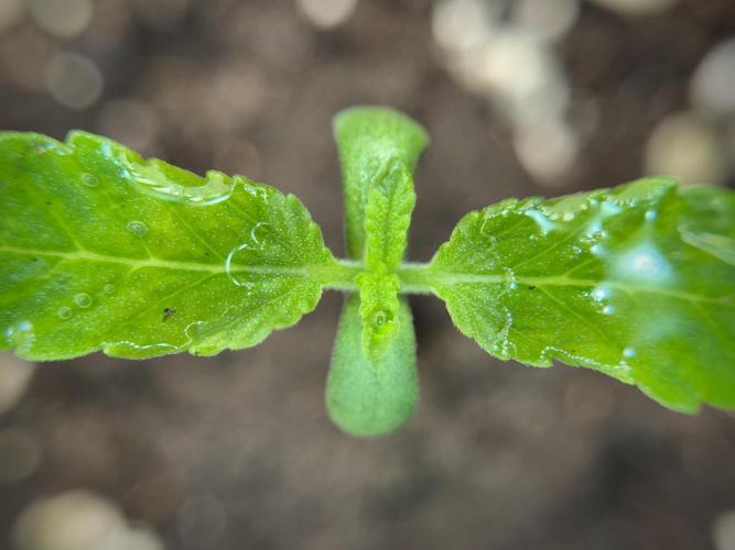 Catching The Ghost Train Haze @ Zamnesia. Week 1 - GTH week one 