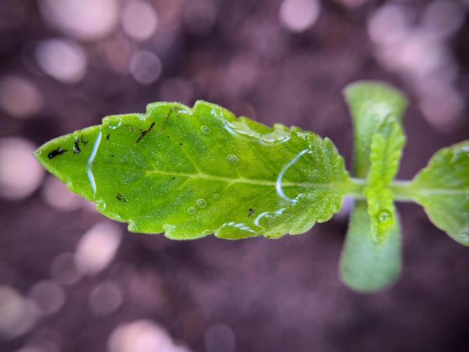 Catching The Ghost Train Haze @ Zamnesia. Week 1 - GTH week one 