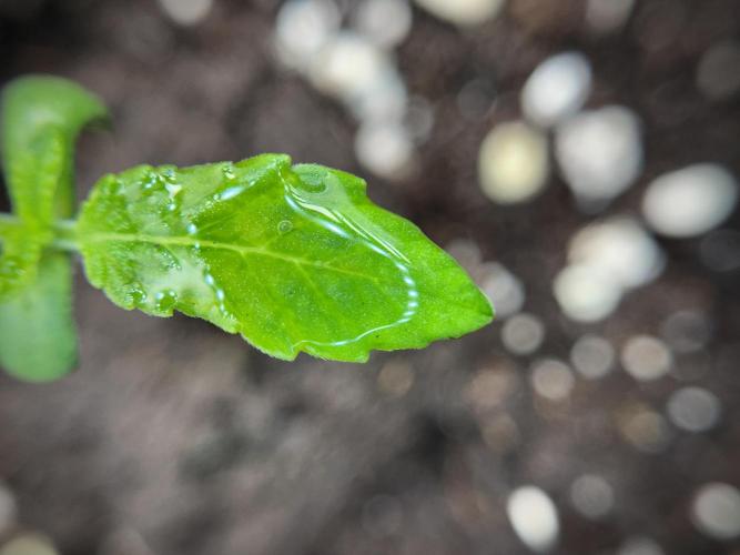 Catching The Ghost Train Haze @ Zamnesia. Week 1 - GTH week one 