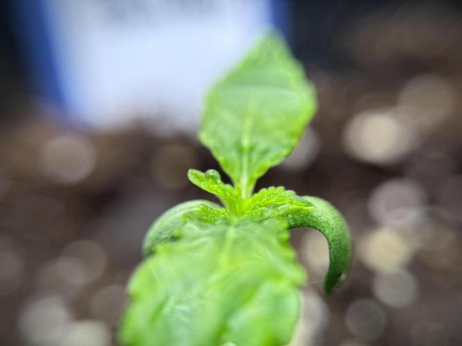 Catching The Ghost Train Haze @ Zamnesia. Week 1 - GTH week one 