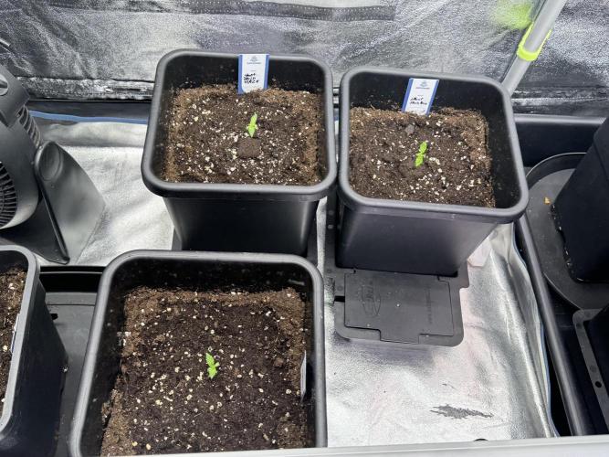 Catching The Ghost Train Haze @ Zamnesia. Week 1 - Sisters 