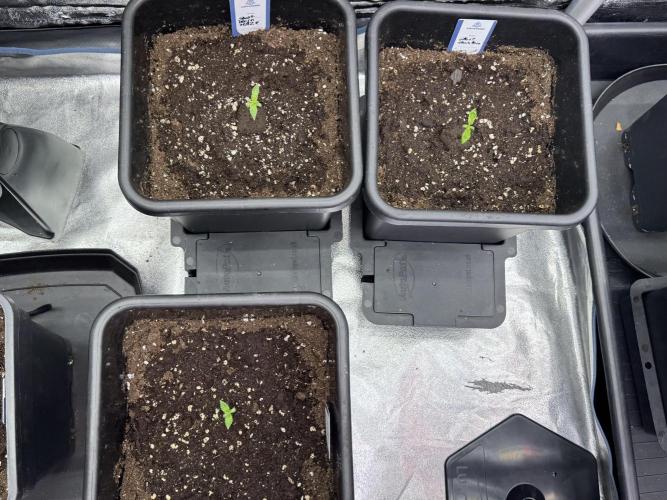 Catching The Ghost Train Haze @ Zamnesia. Week 1 - Sisters 