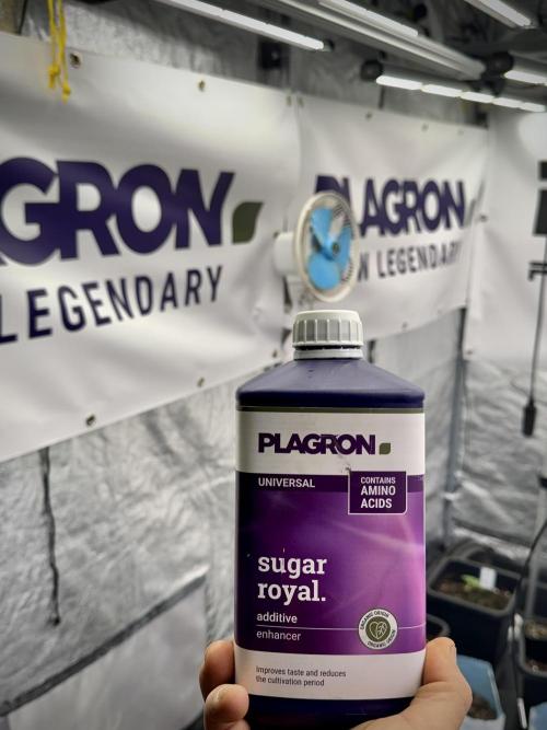 Catching The Ghost Train Haze @ Zamnesia. Week 1 - Sugar Royal