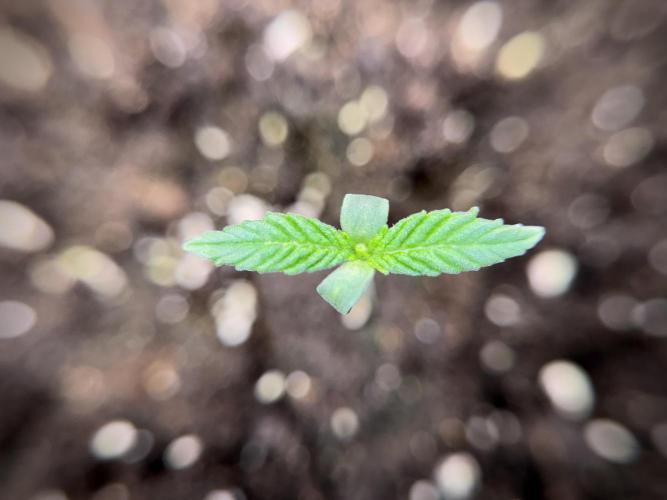 Skywalker OG Legends of the 12/12 Galaxy. Week 1 - SWOG First Week 