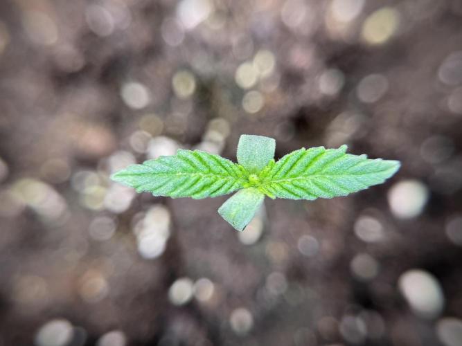 Skywalker OG Legends of the 12/12 Galaxy. Week 1 - SWOG First Week 