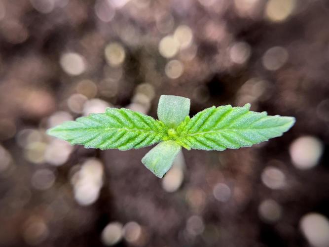 Skywalker OG Legends of the 12/12 Galaxy. Week 1 - SWOG First Week 