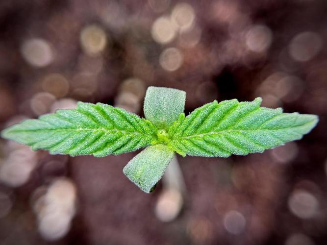 Skywalker OG Legends of the 12/12 Galaxy. Week 1 - SWOG First Week 