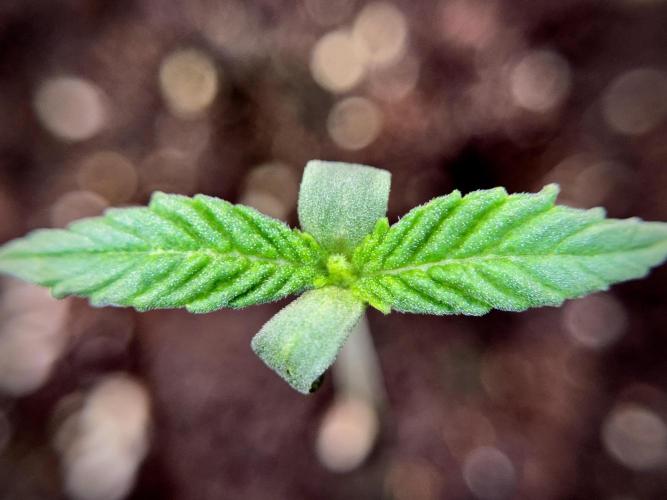 Skywalker OG Legends of the 12/12 Galaxy. Week 1 - SWOG First Week 