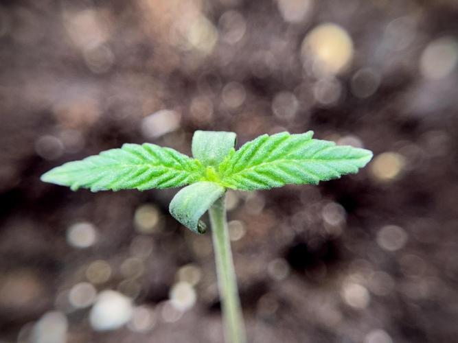 Skywalker OG Legends of the 12/12 Galaxy. Week 1 - SWOG First Week 