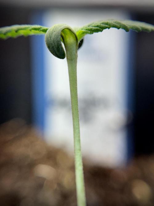 Skywalker OG Legends of the 12/12 Galaxy. Week 1 - SWOG First Week 