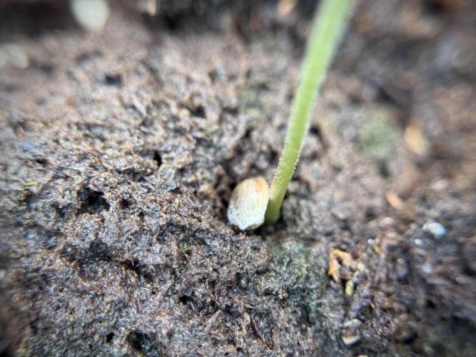 Skywalker OG Legends of the 12/12 Galaxy. Week 1 - SWOG First Week 