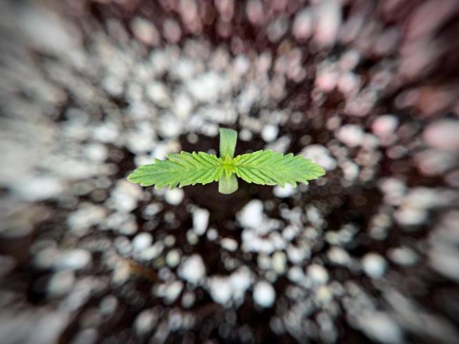 Skywalker OG Legends of the 12/12 Galaxy. Week 1 - SWOG First Week 