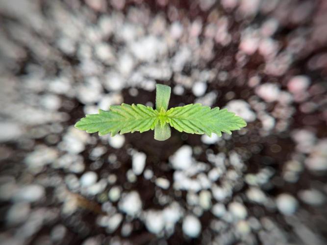 Skywalker OG Legends of the 12/12 Galaxy. Week 1 - SWOG First Week 