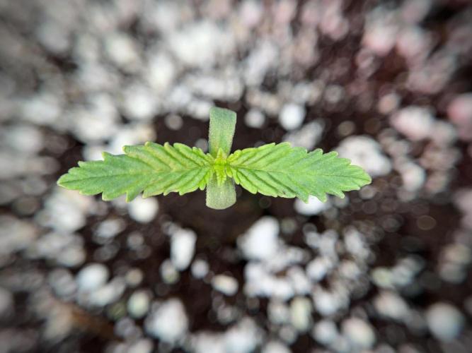 Skywalker OG Legends of the 12/12 Galaxy. Week 1 - SWOG First Week 