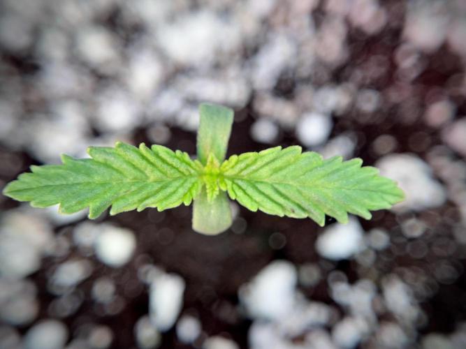 Skywalker OG Legends of the 12/12 Galaxy. Week 1 - SWOG First Week 