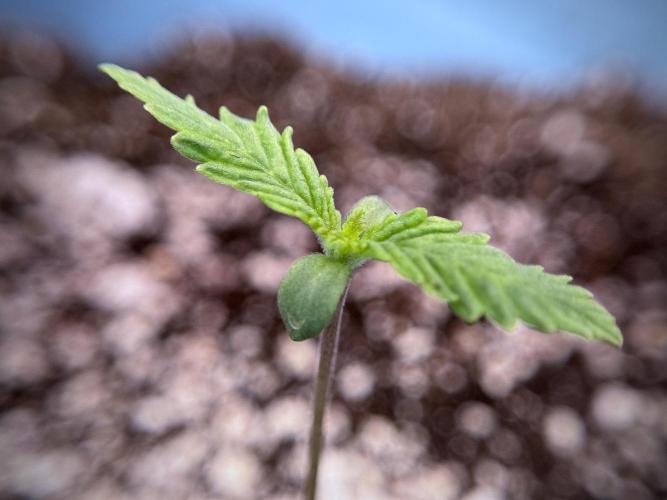 Skywalker OG Legends of the 12/12 Galaxy. Week 1 - SWOG First Week 