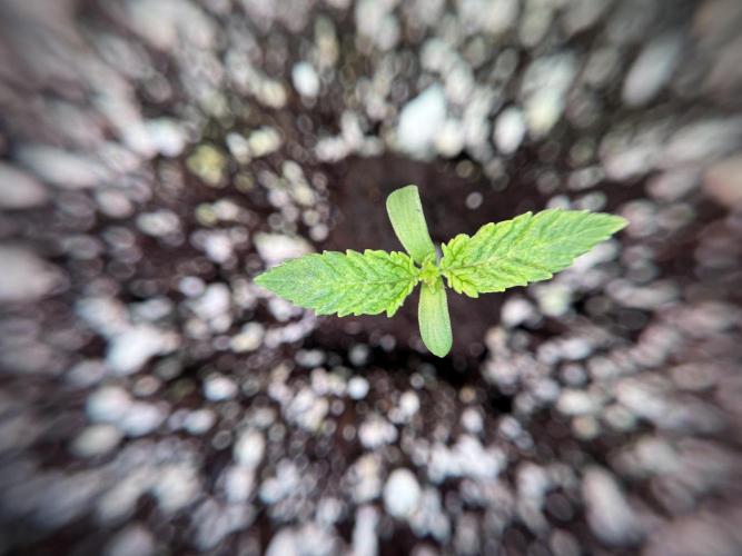 Skywalker OG Legends of the 12/12 Galaxy. Week 1 - SWOG First Week 