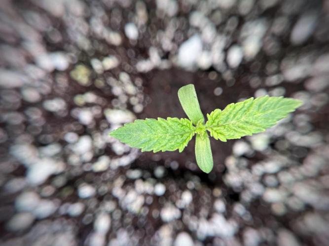 Skywalker OG Legends of the 12/12 Galaxy. Week 1 - SWOG First Week 