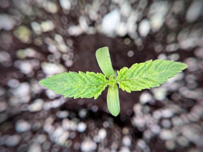 Skywalker OG Legends of the 12/12 Galaxy. Week 1 - SWOG First Week 