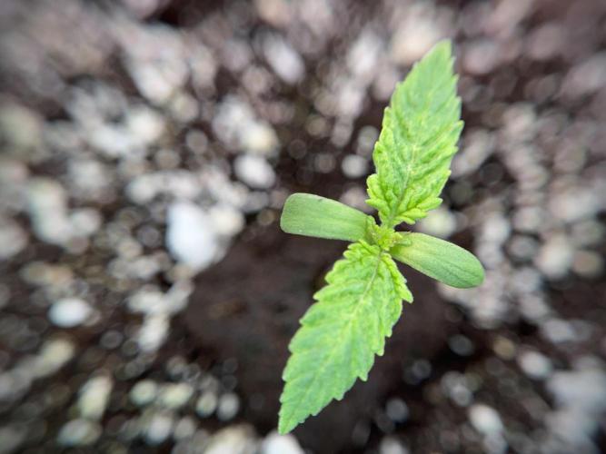 Skywalker OG Legends of the 12/12 Galaxy. Week 1 - SWOG First Week 