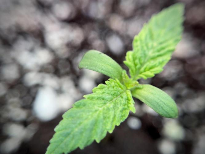 Skywalker OG Legends of the 12/12 Galaxy. Week 1 - SWOG First Week 