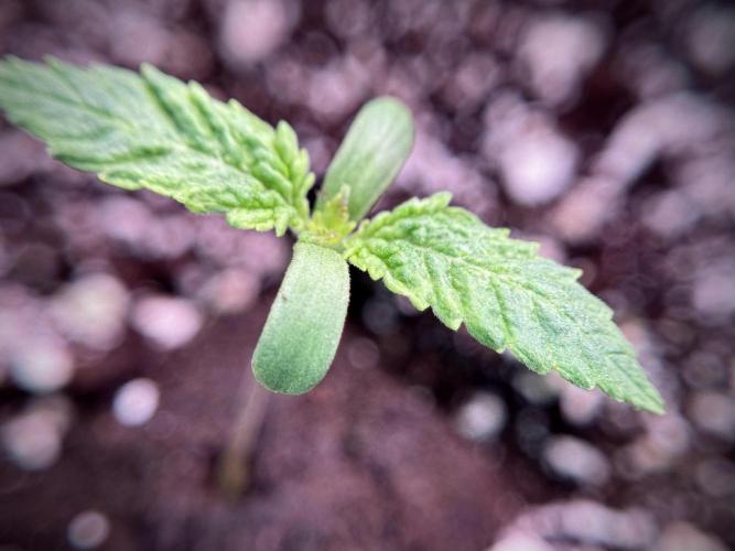 Skywalker OG Legends of the 12/12 Galaxy. Week 1 - SWOG First Week 