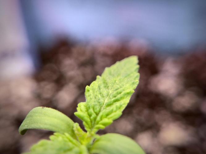 Skywalker OG Legends of the 12/12 Galaxy. Week 1 - SWOG First Week 