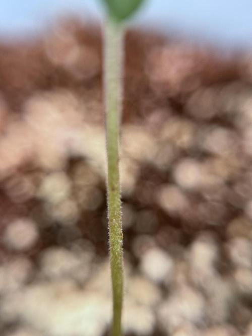 Skywalker OG Legends of the 12/12 Galaxy. Week 1 - SWOG First Week 