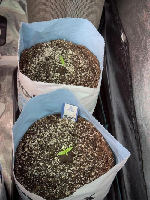 Skywalker OG Legends of the 12/12 Galaxy. Week 1 - SWOG First Week 