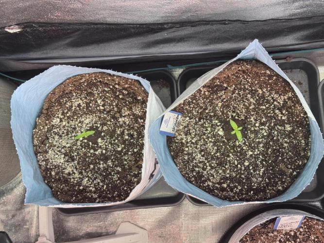 Skywalker OG Legends of the 12/12 Galaxy. Week 1 - SWOG First Week 