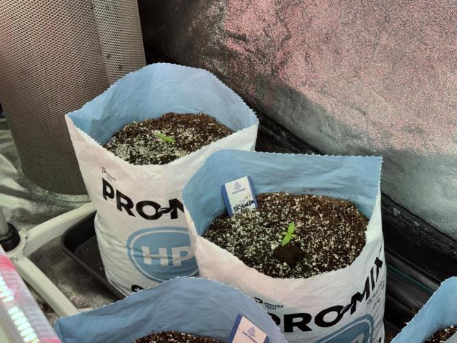 Skywalker OG Legends of the 12/12 Galaxy. Week 1 - SWOG First Week 